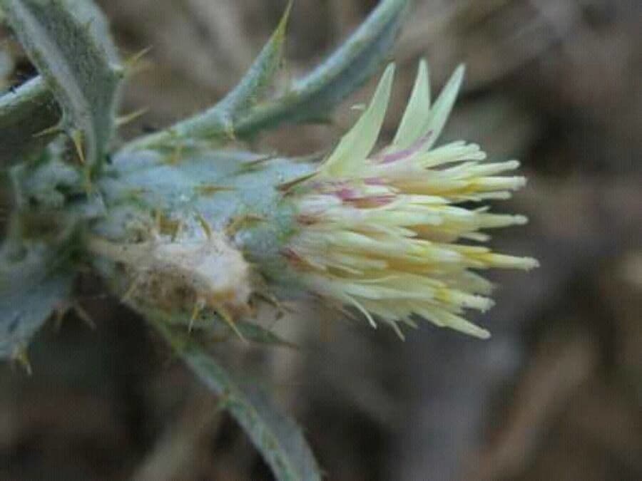 Speerdistel
