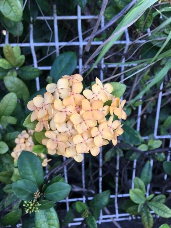Ixora 20