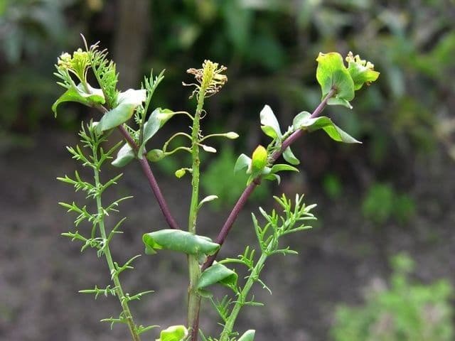 Lepidium perfoliatum 13