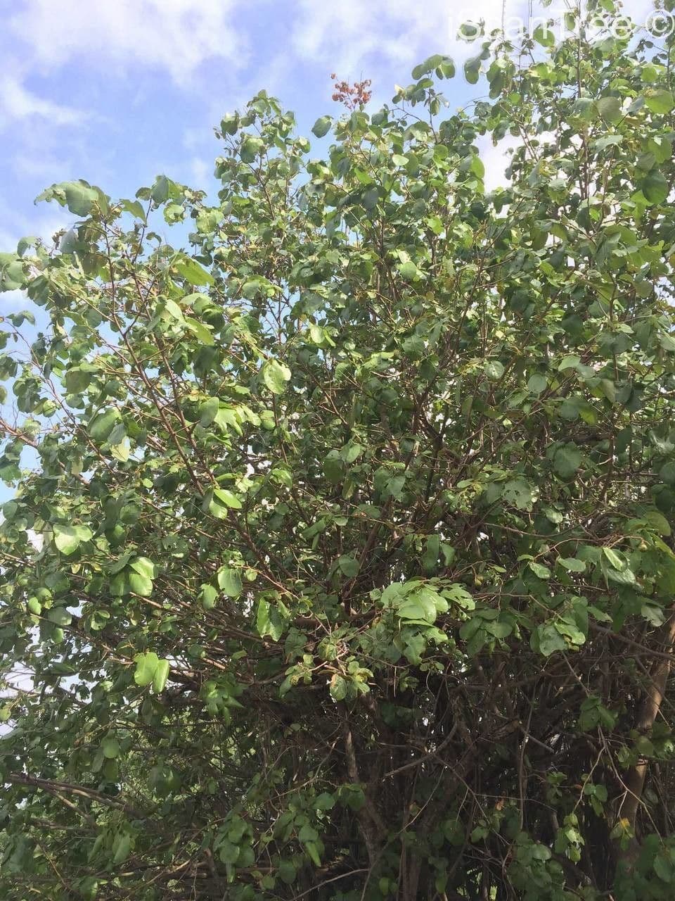 Grewia 10
