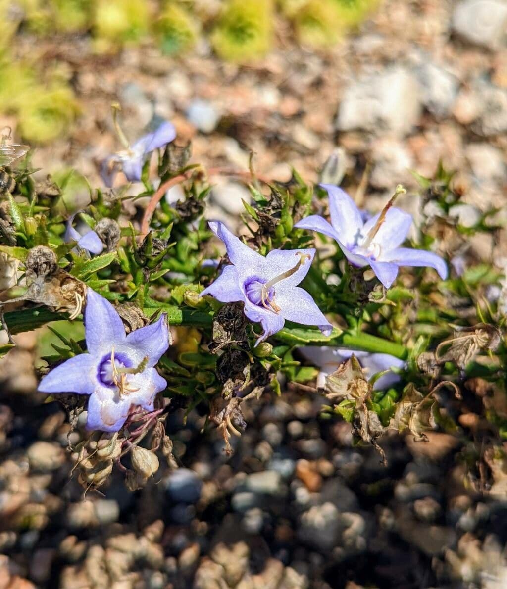 Campanula versicolore 3