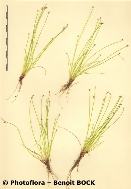 Schoenoplectus setaceus 23