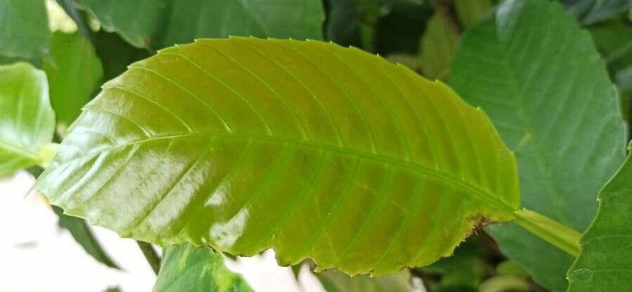 Dillenia 13