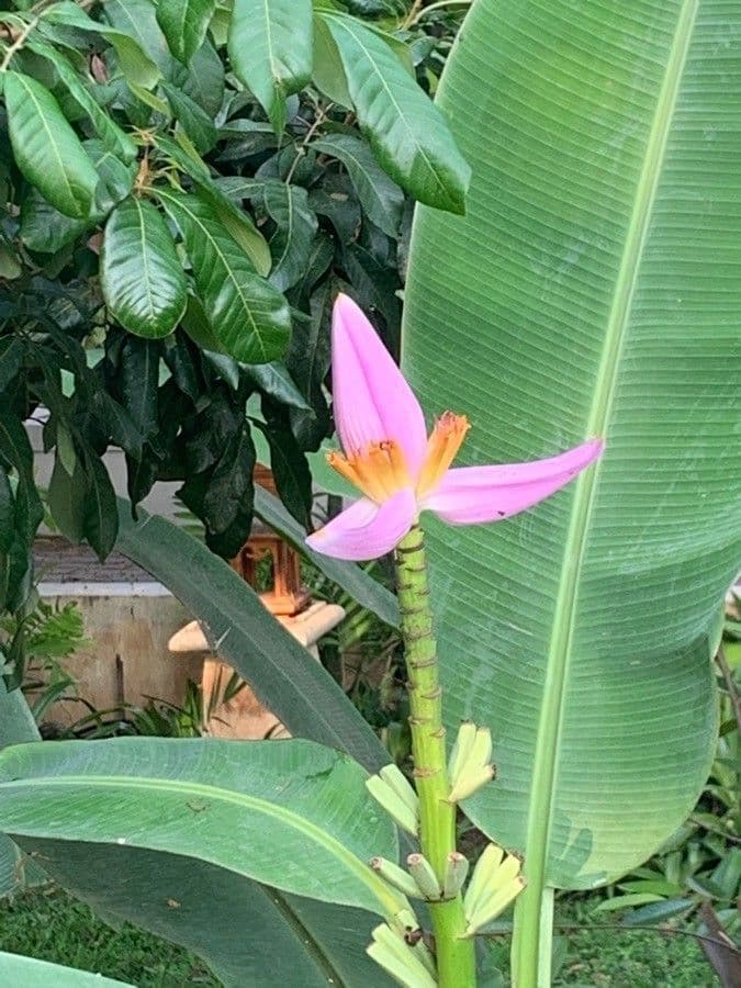 Banan fieristico 6