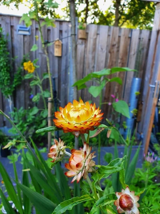 Xerochrysum 39