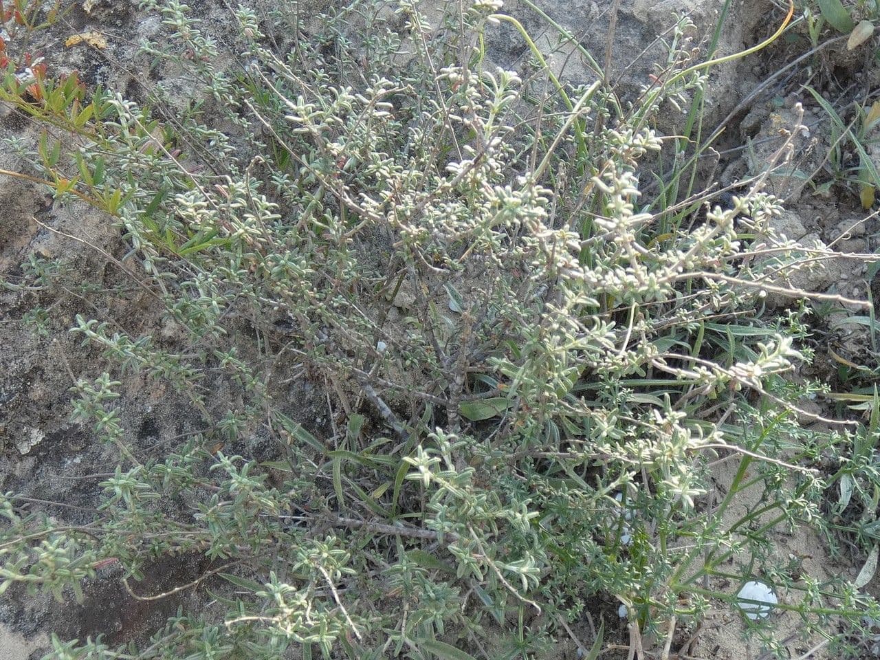 Eliantemo violaceo 15