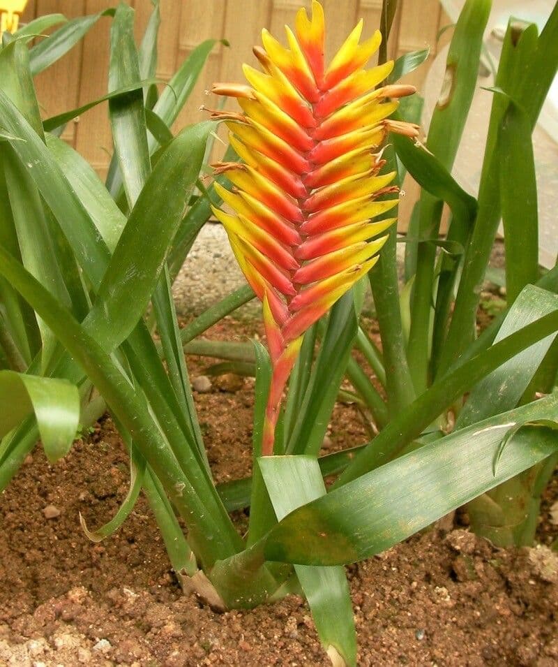 Vriesea 2
