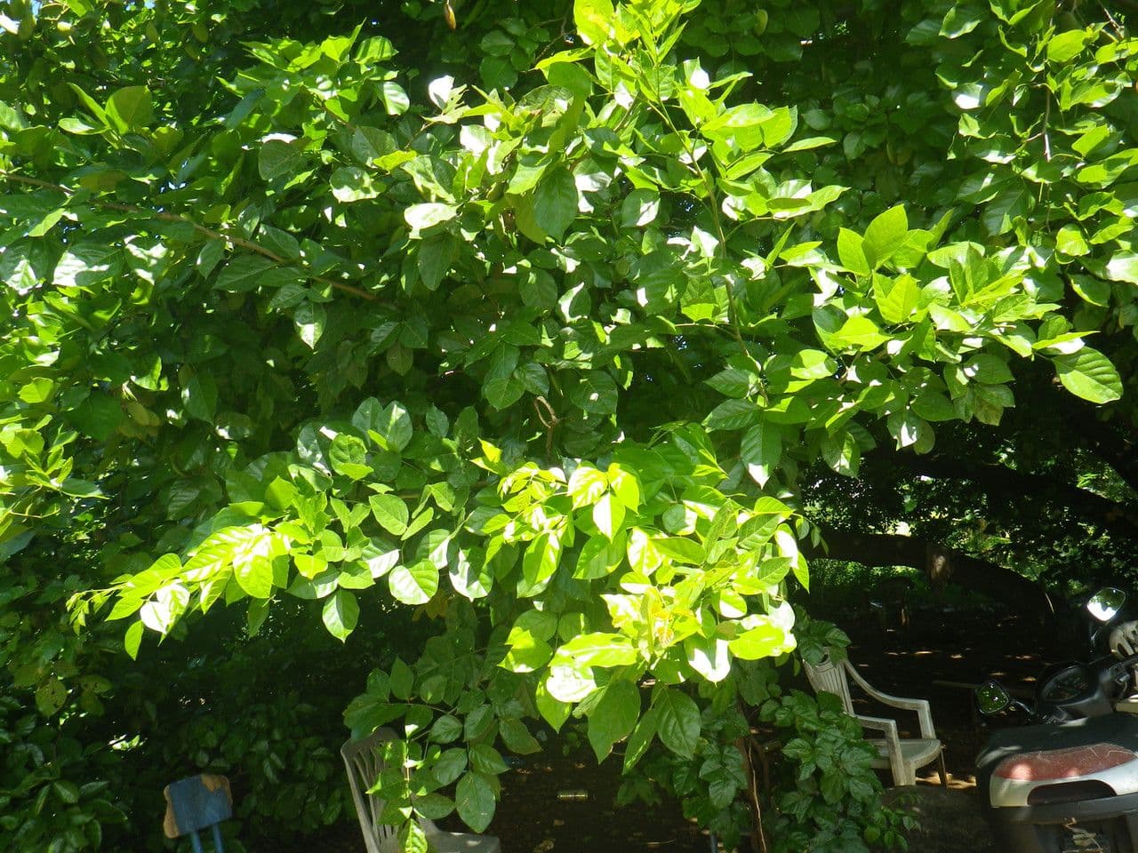 Pongamia 12