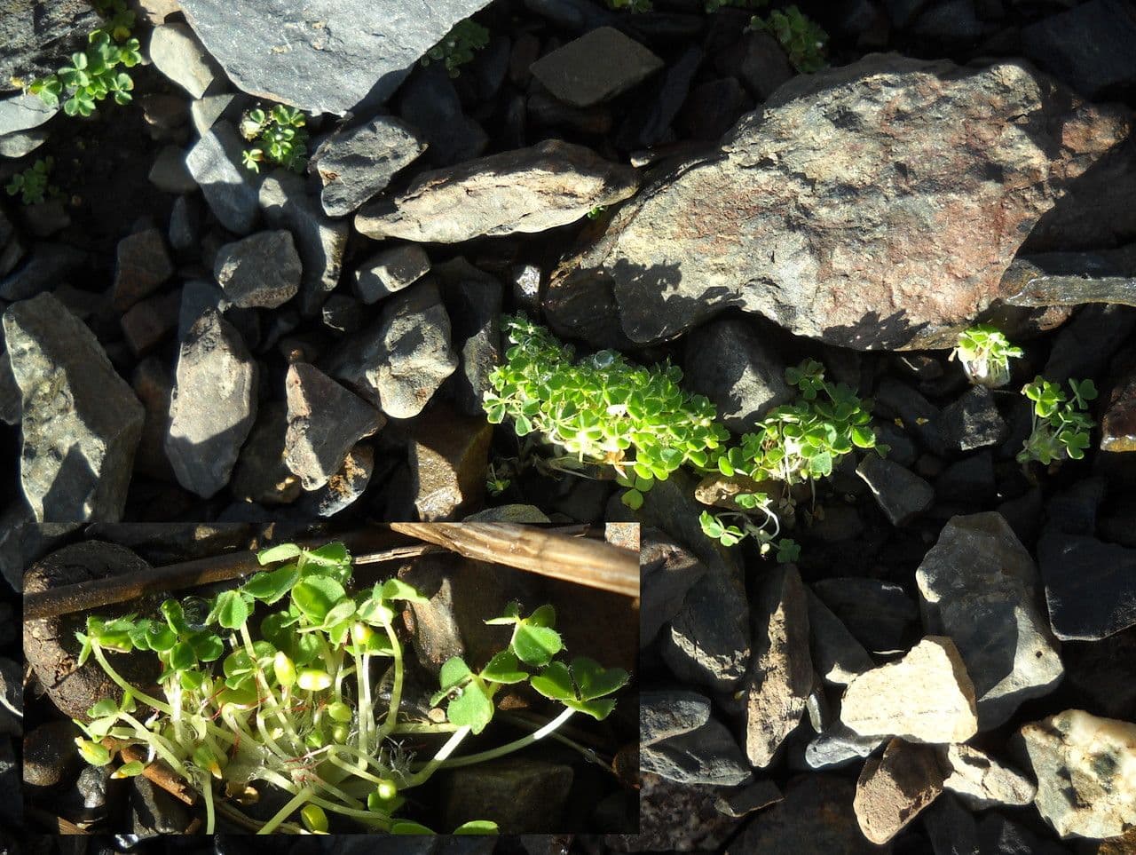 Acetosa