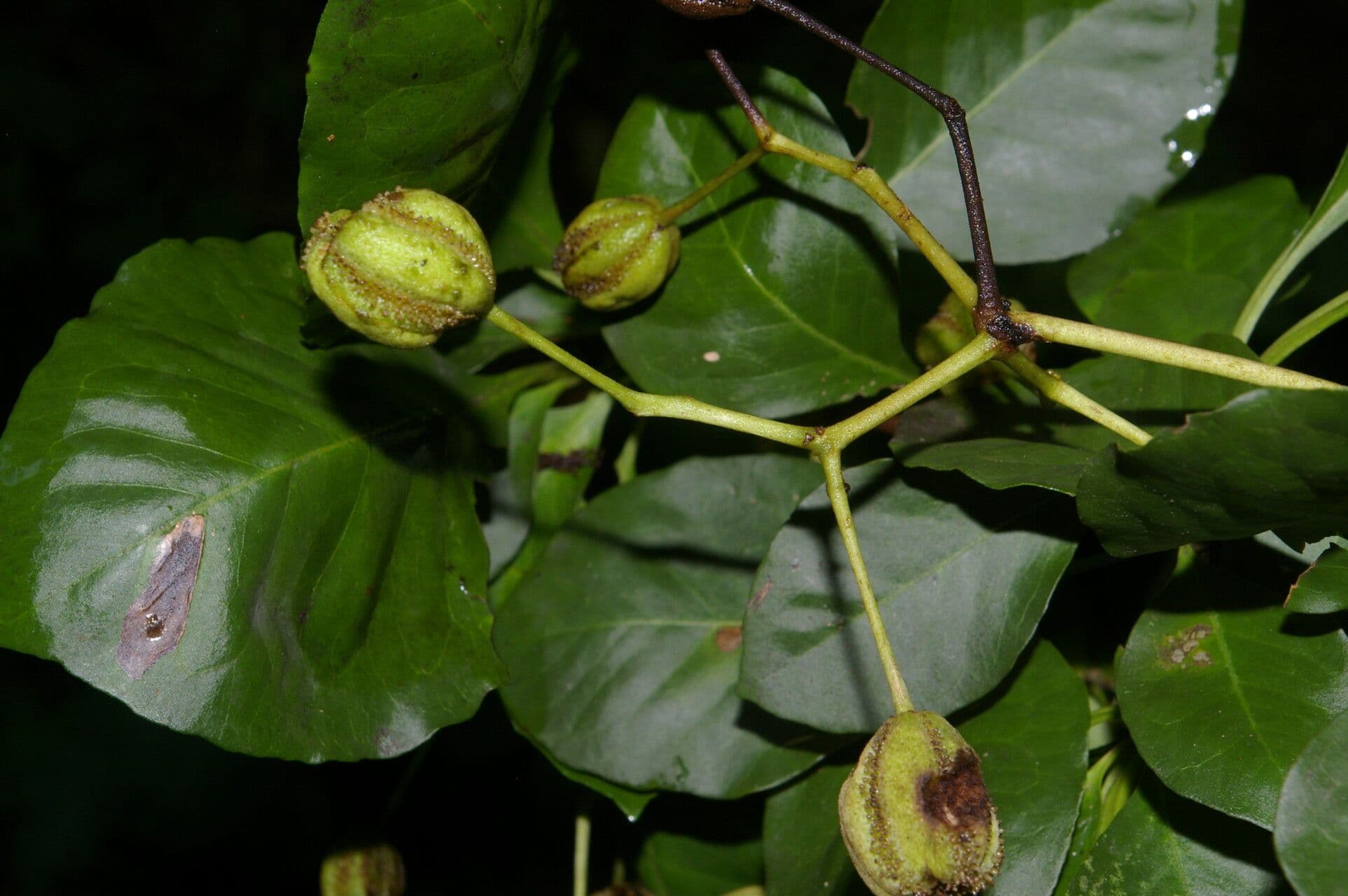 Pisonia 2