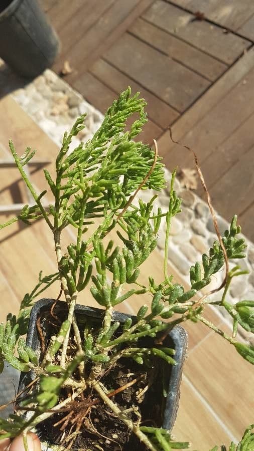 Rhipsalis