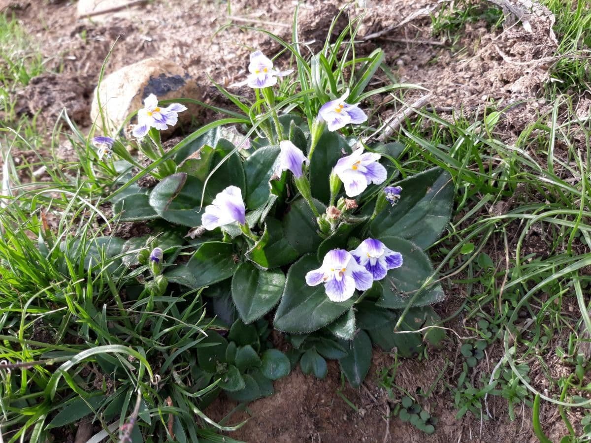 Craterostigma 3