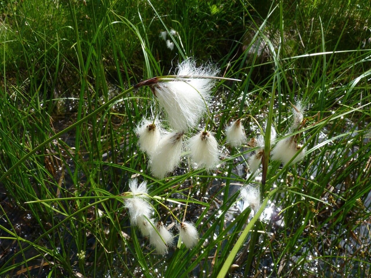 Schmalblättriges Wollgras 30