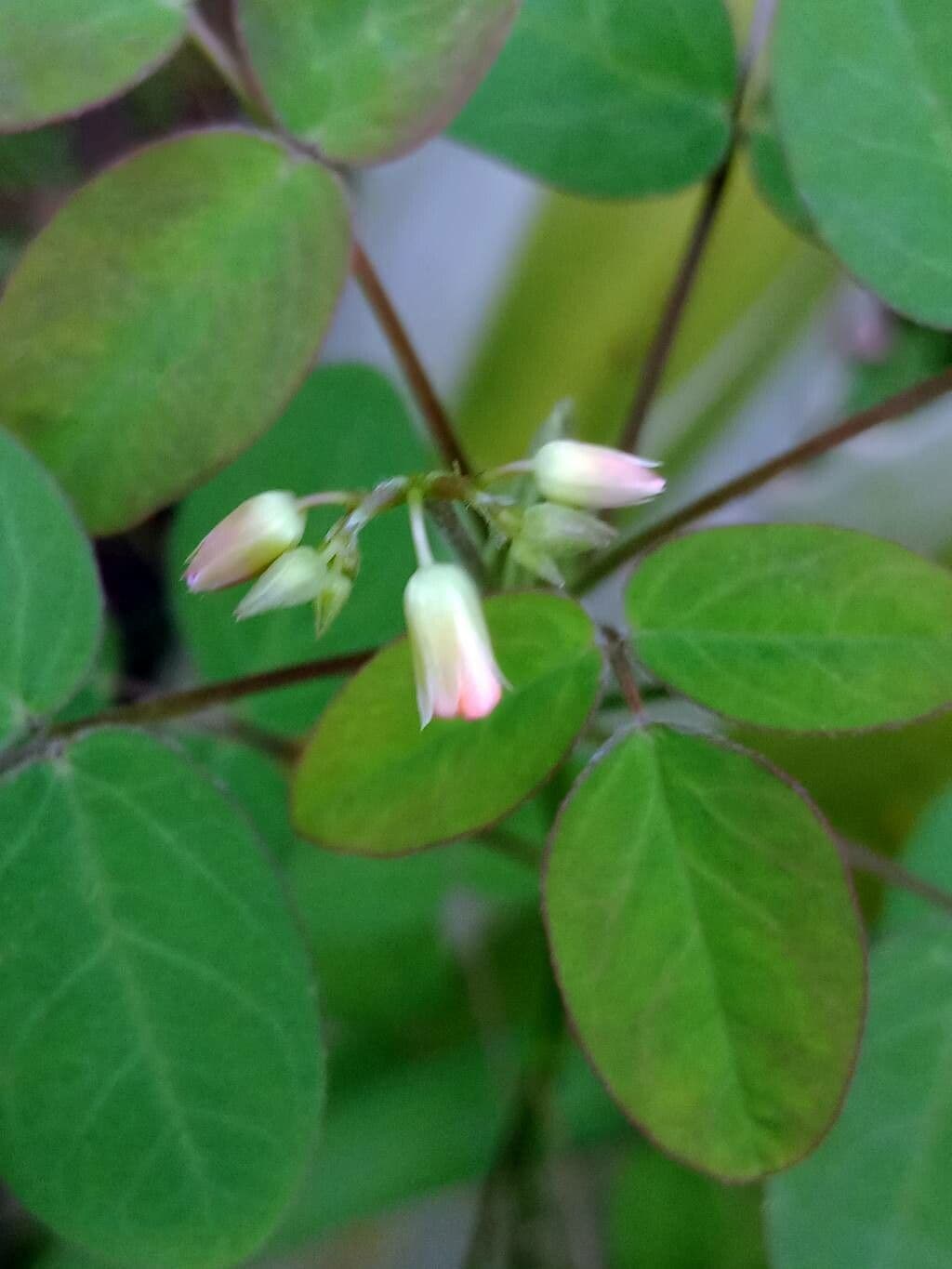 Dumasia truncata