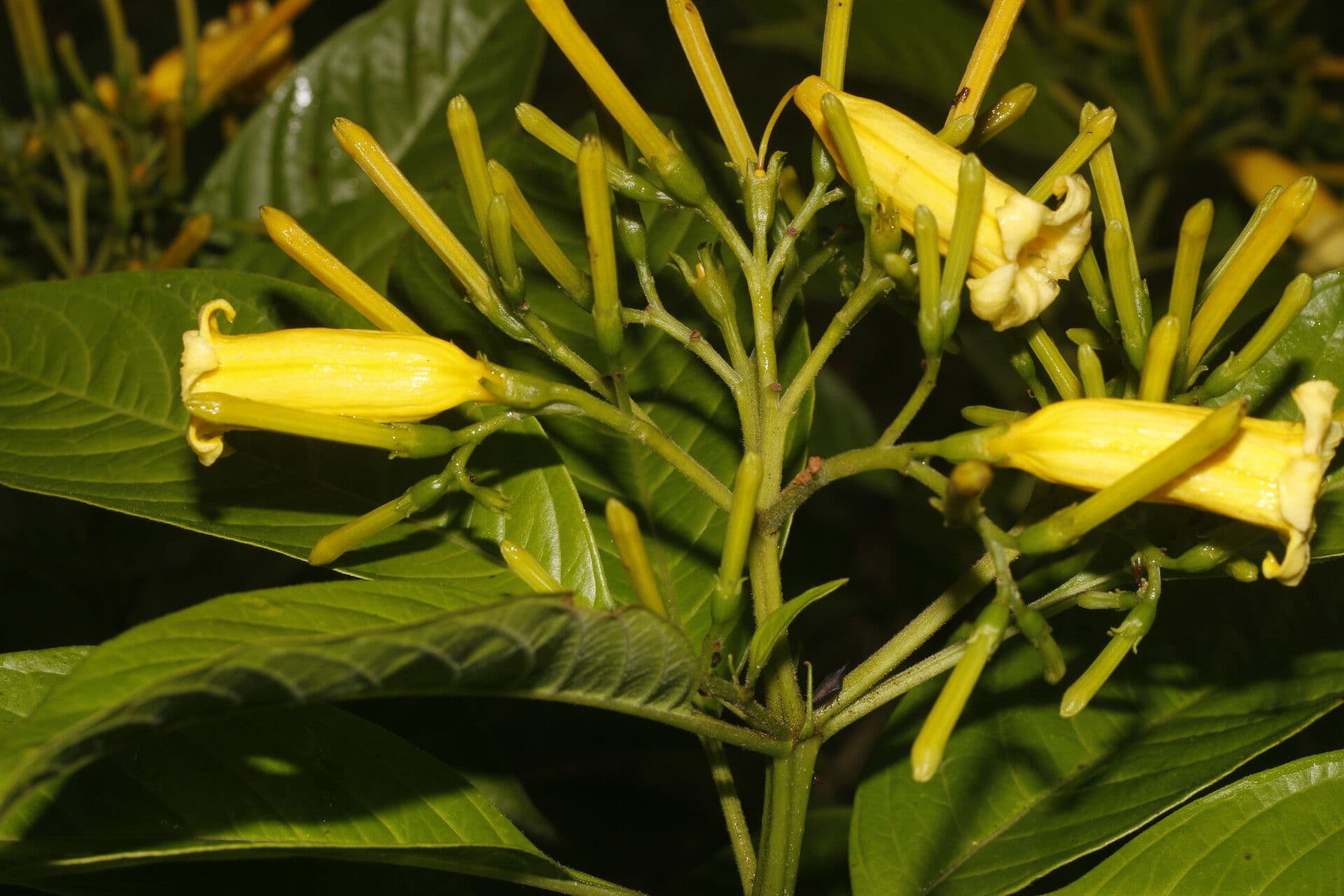 Hamelia