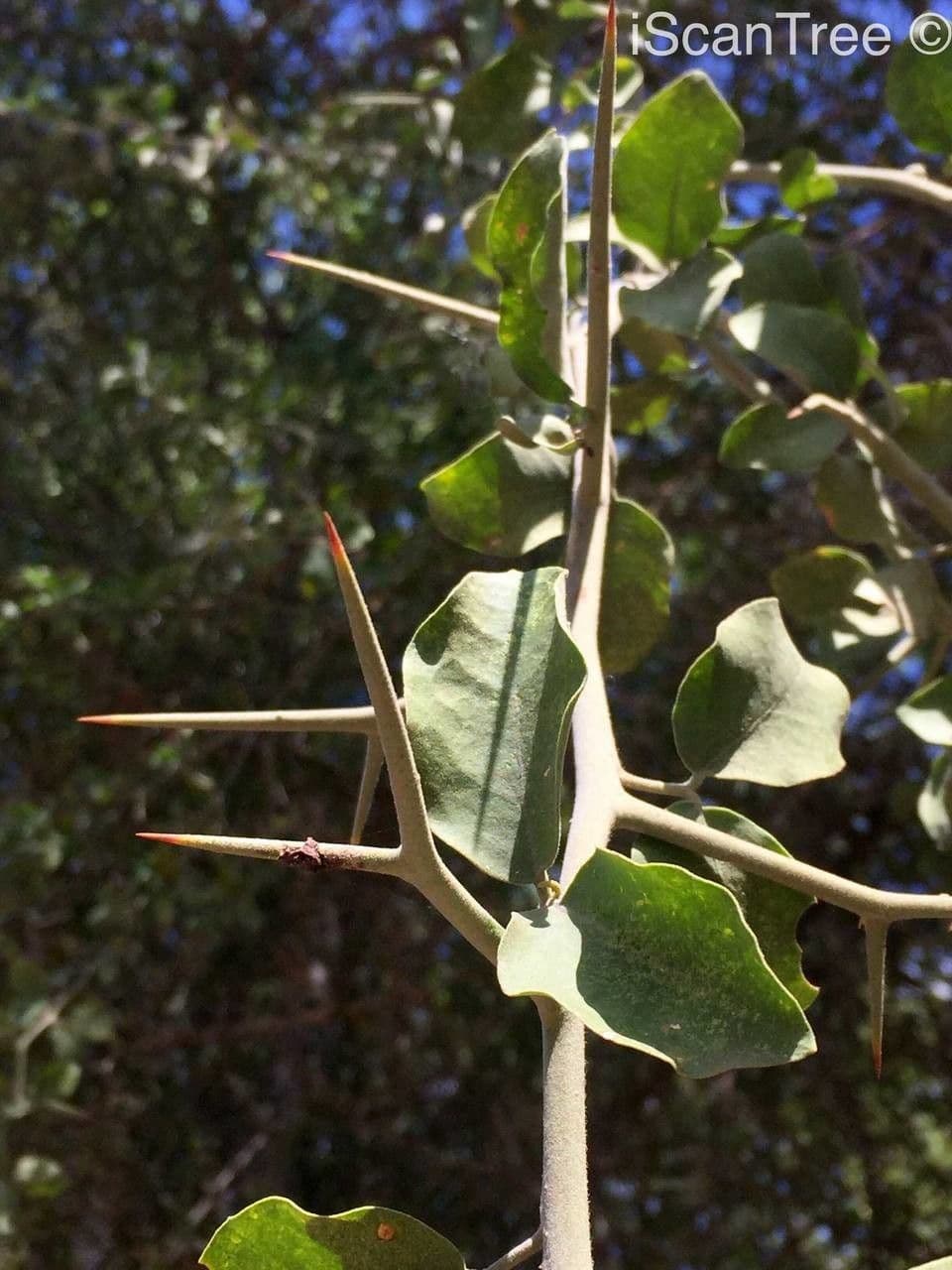 Balnit 8