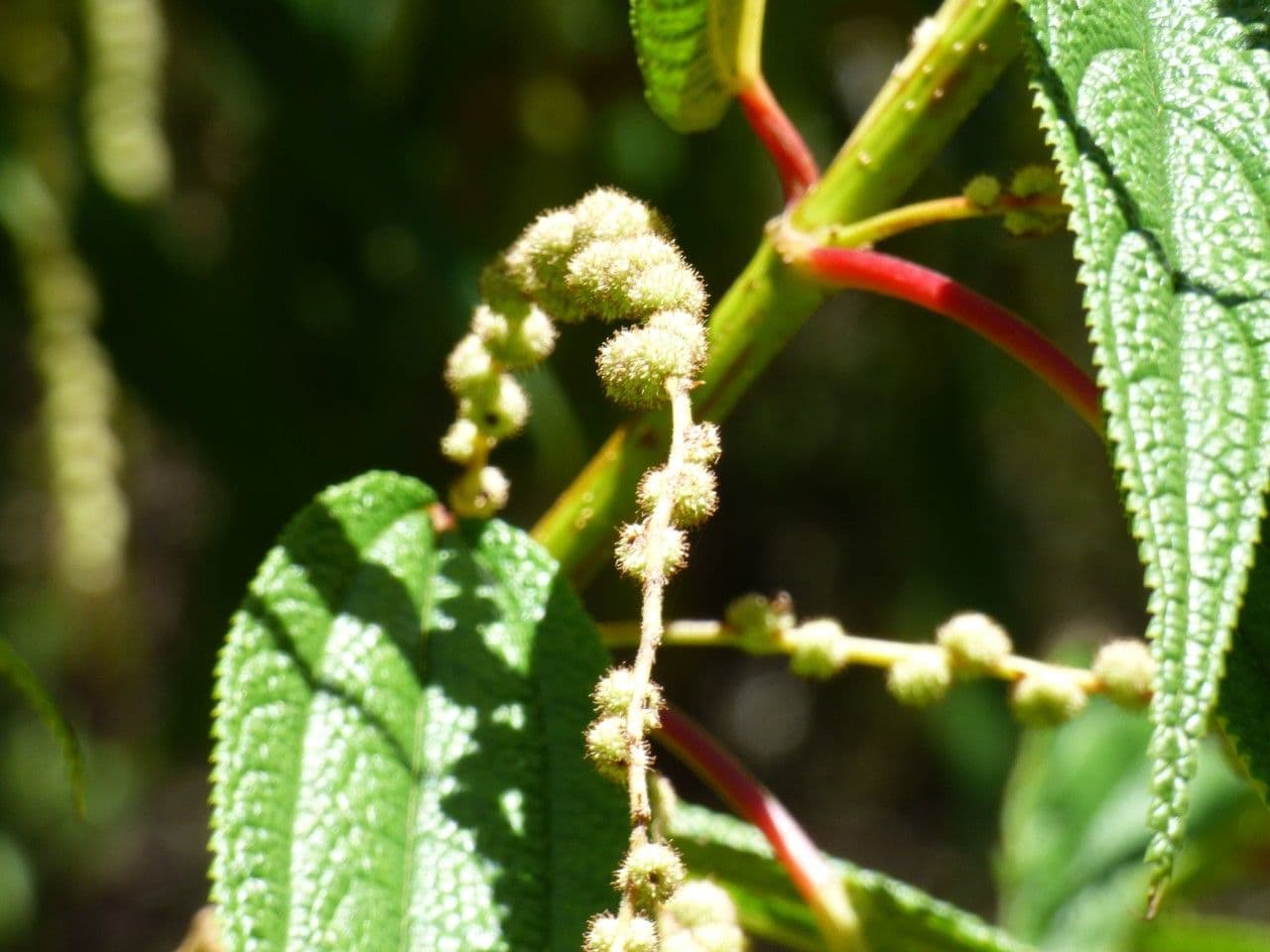 Ortica falsa pendula 8