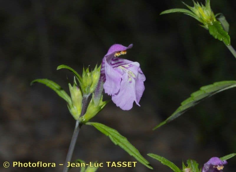 Galeopsis reuteri 2