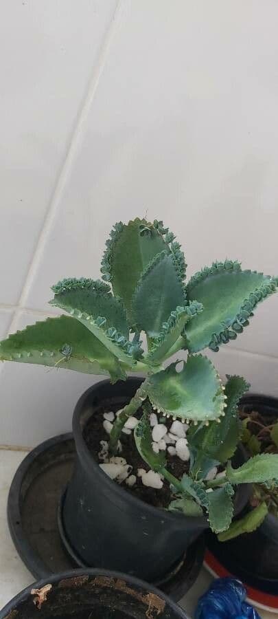 Milagro 3