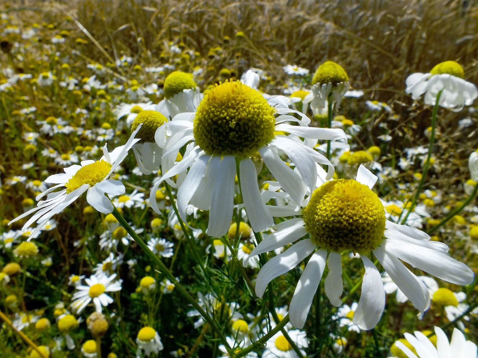 Scentless mayweed 8