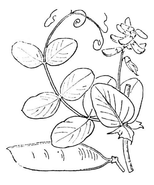 Vesce pisiforme 22