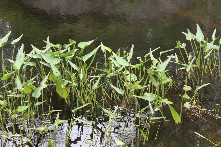 Sagittaria rigida 5