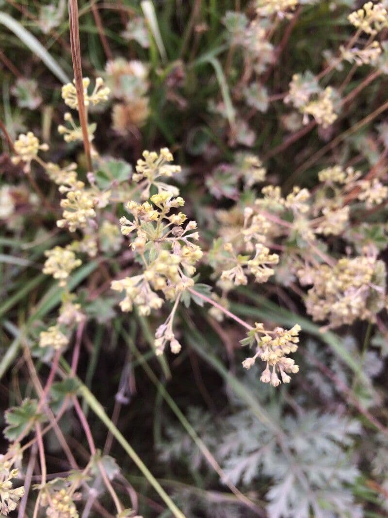 Alchemilla 4