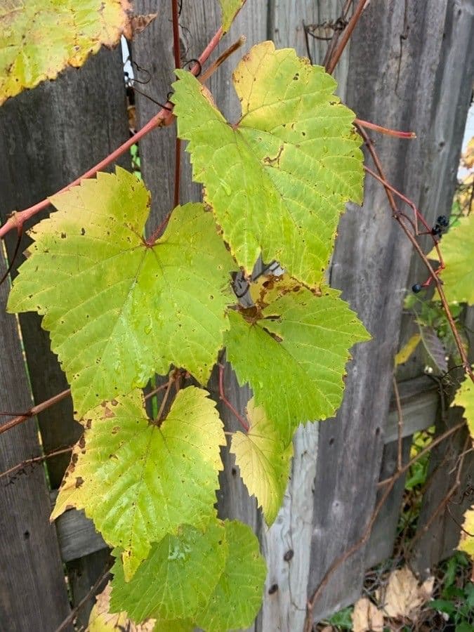 Fuchs-Weinrebe 20