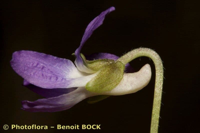Viola dei colli 3