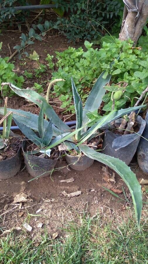 Agave 11