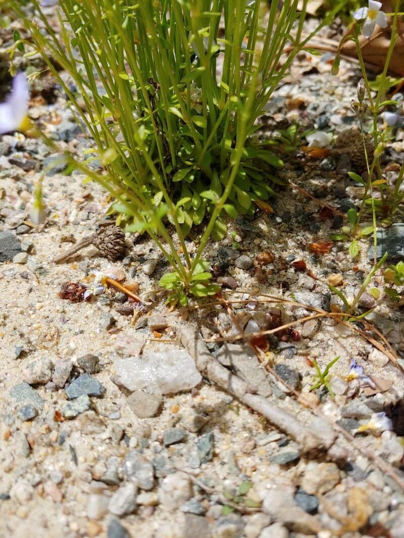 Houstonia azzurra 15