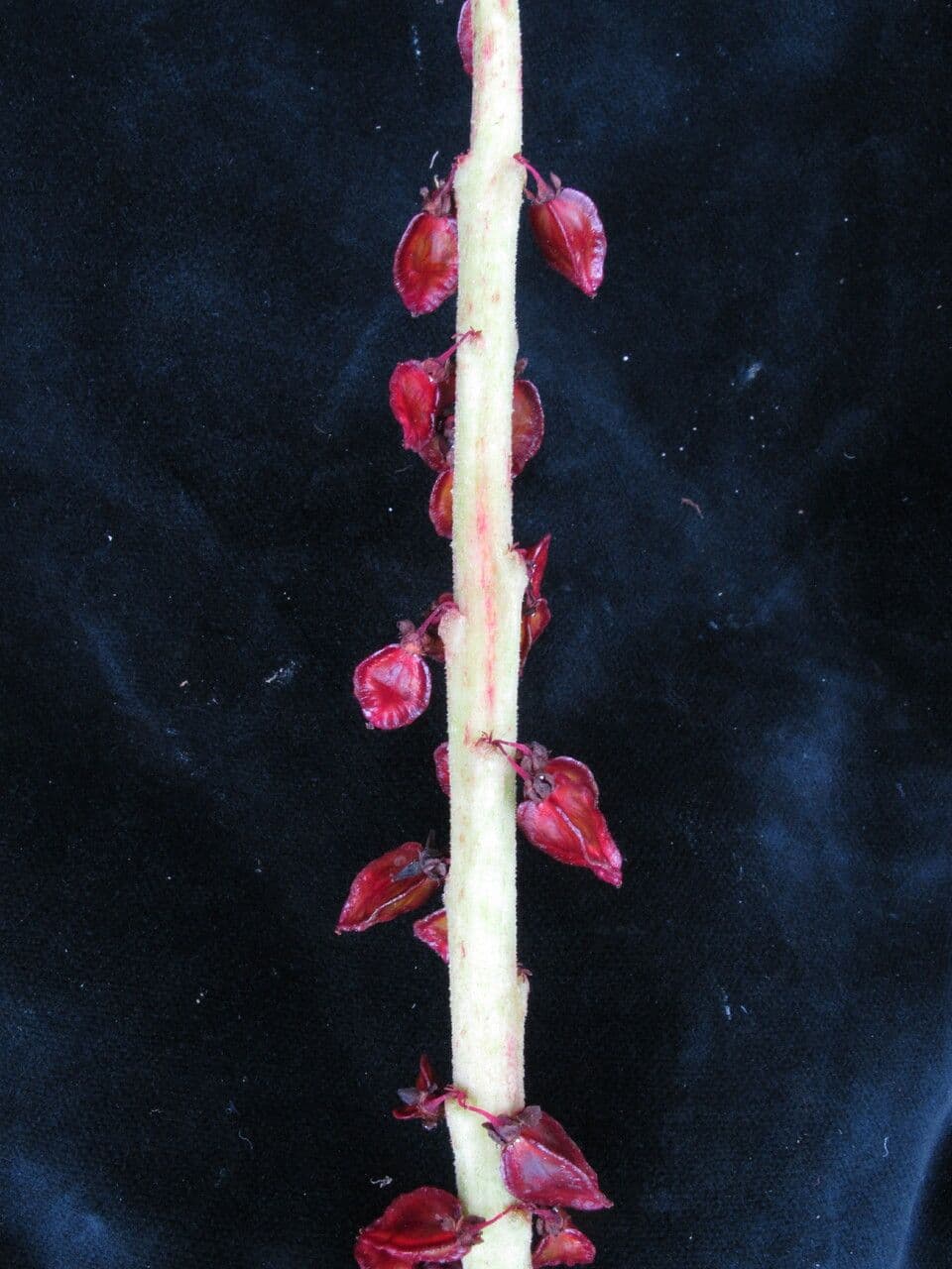Rabarbaro 2