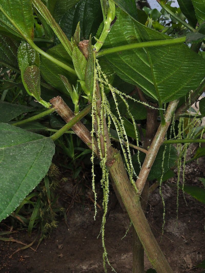 Myriocarpa 3