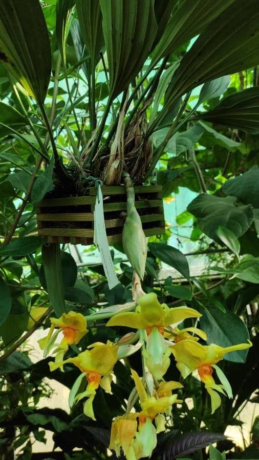 Stanhopea 7