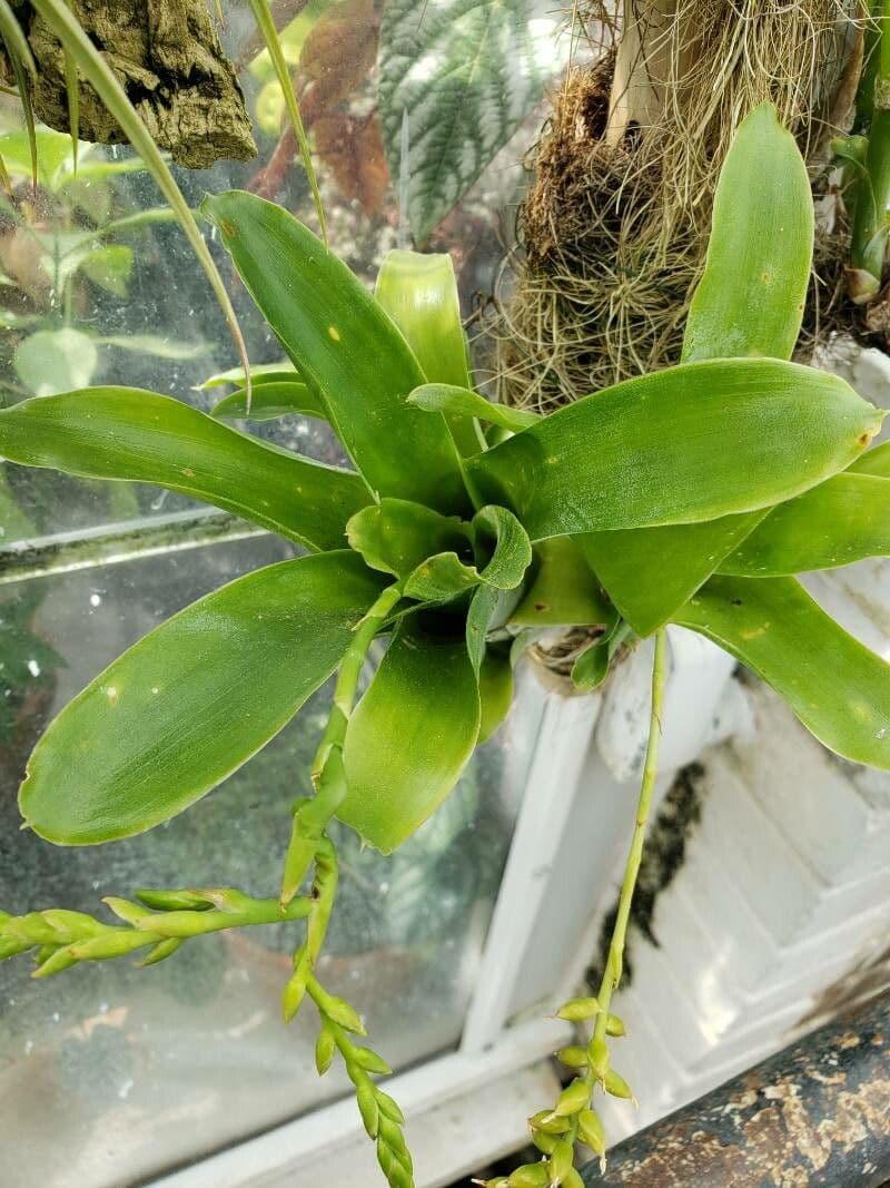 Catopsis sessiliflora 16