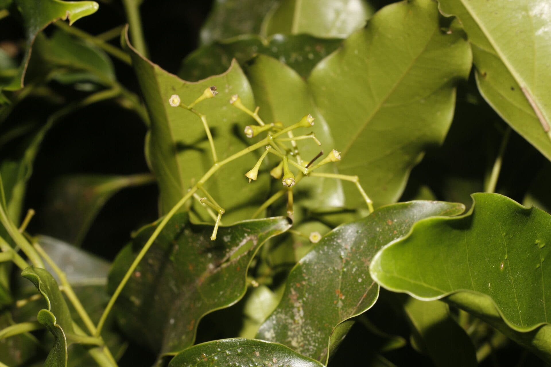 Ocotea 7