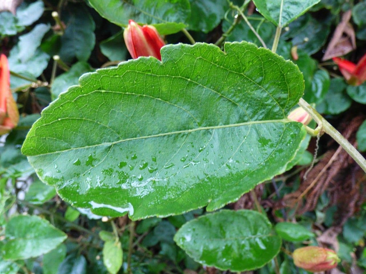 Passiflora 10