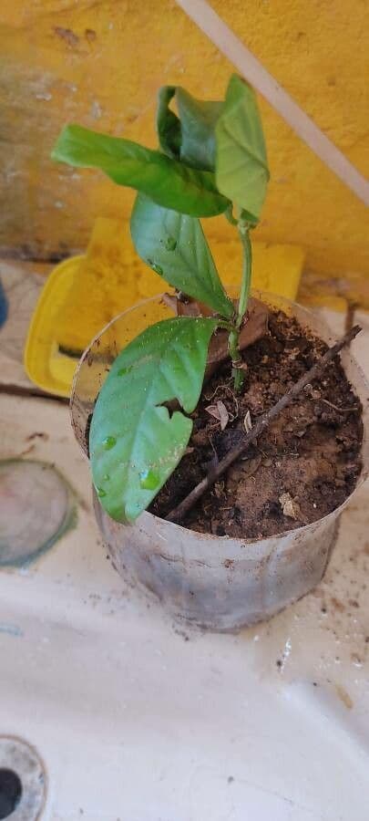 Psychotria 3
