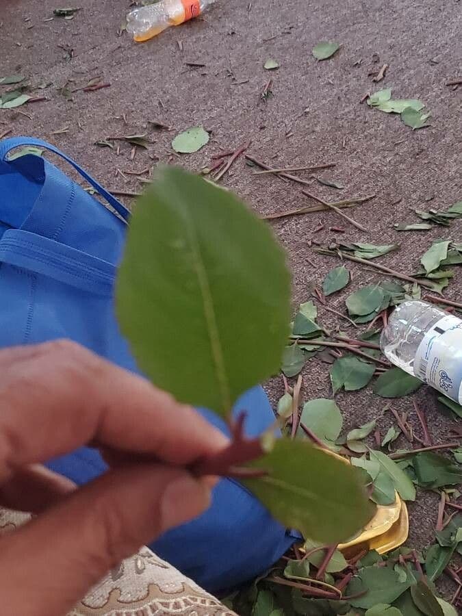 Khat 2