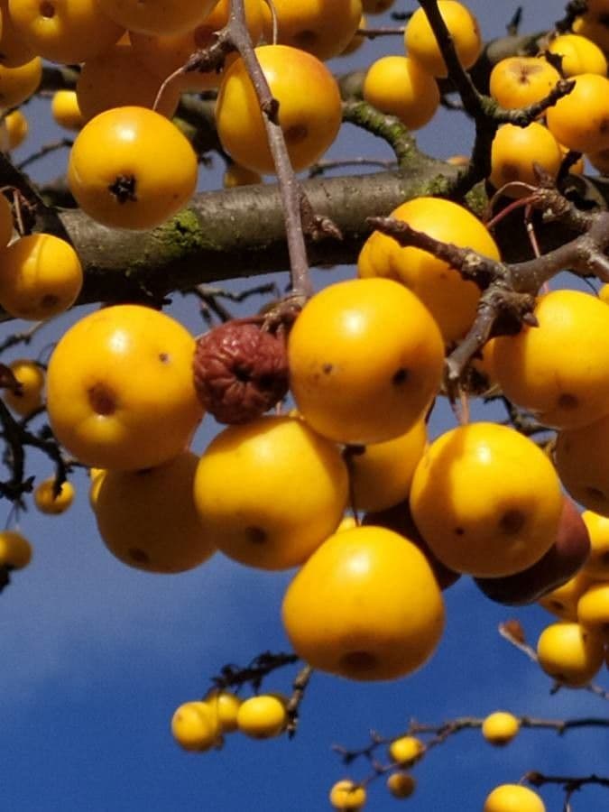 Zumi-Apfel 4