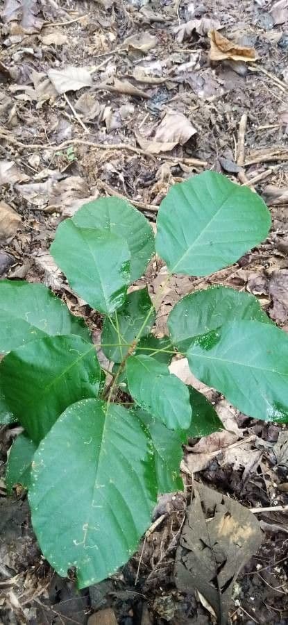 Sterculia 3