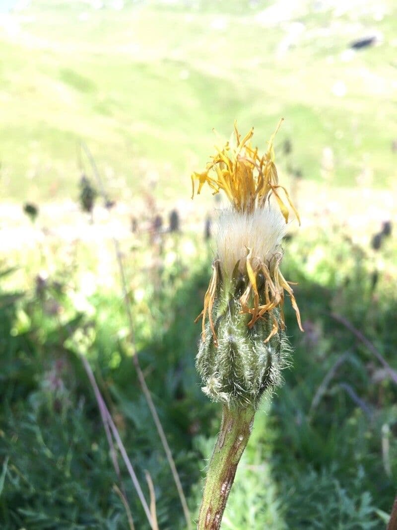 Hypochaeris uniflora 5