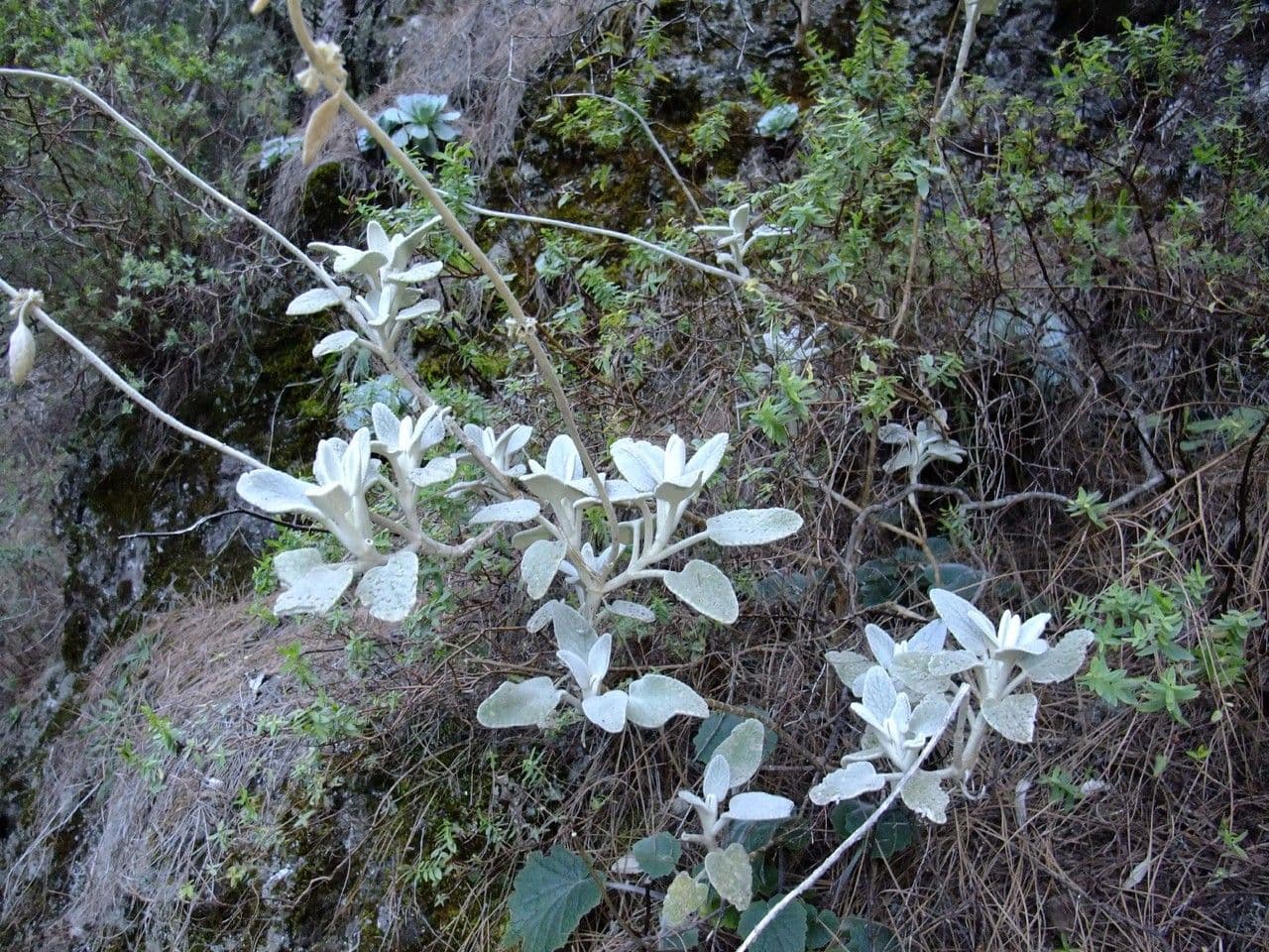 Sideritis 12