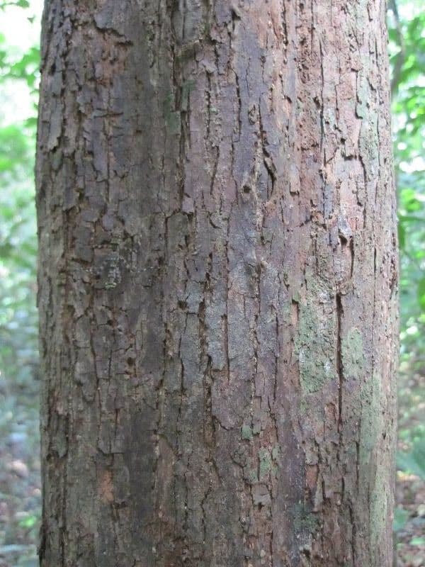 Eschweilera 7