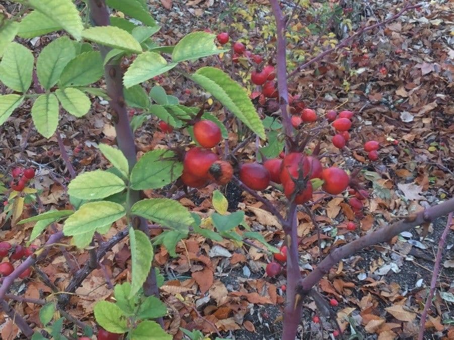 Rosa grigia