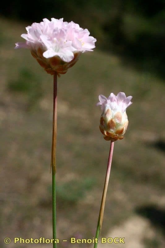 Armeria 13