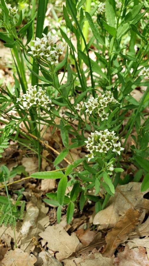 Comandra umbellata 2