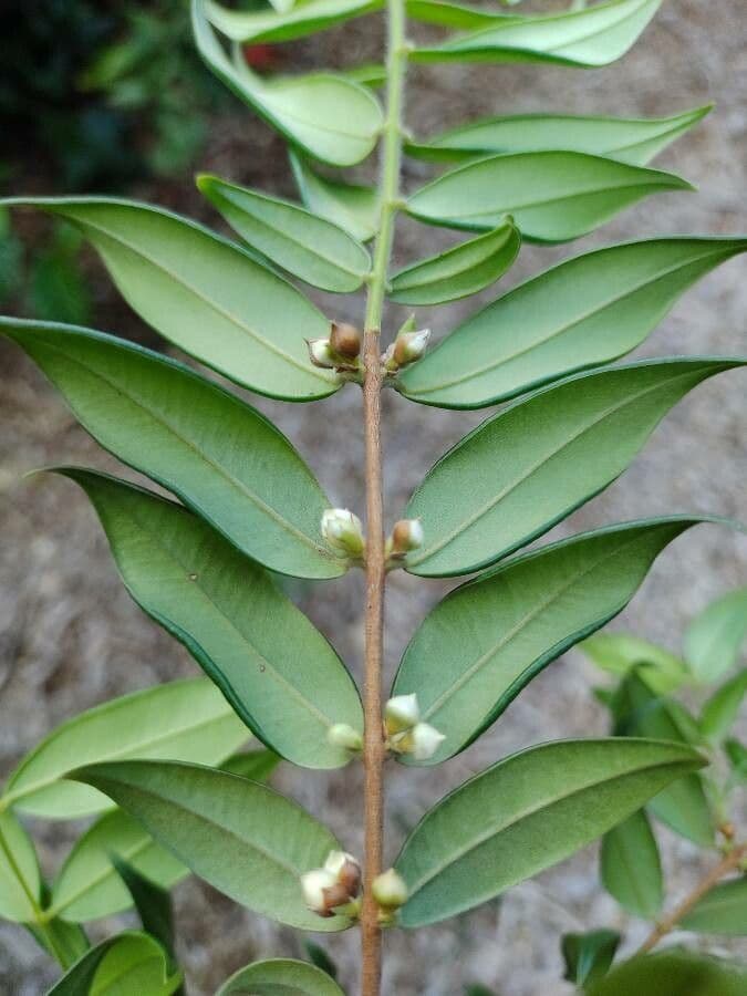 Myrciaria 3