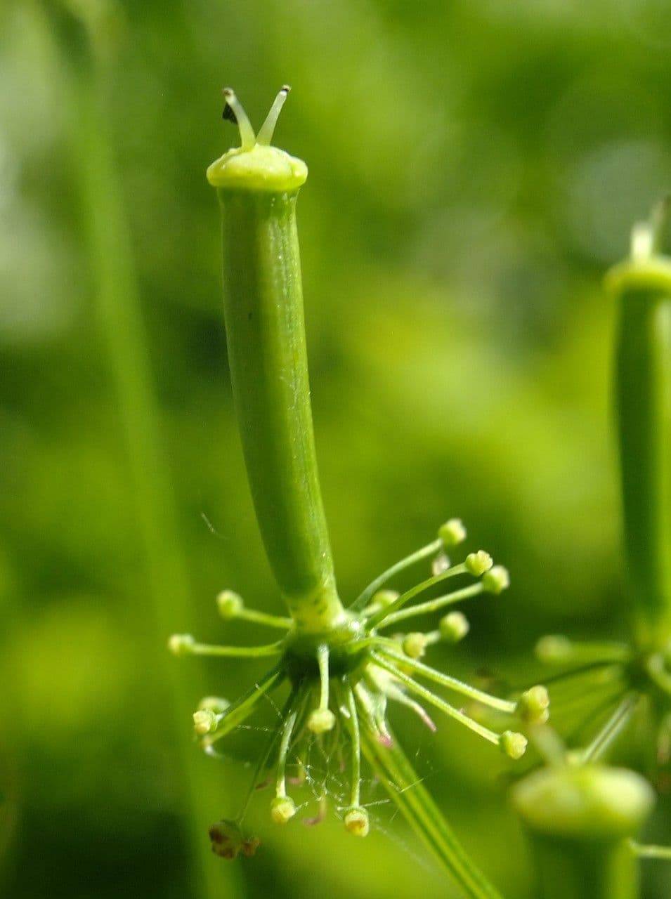 Cerfoglio aromatico 8