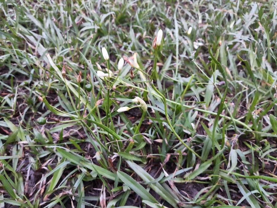Nothoscordum bivalve 13